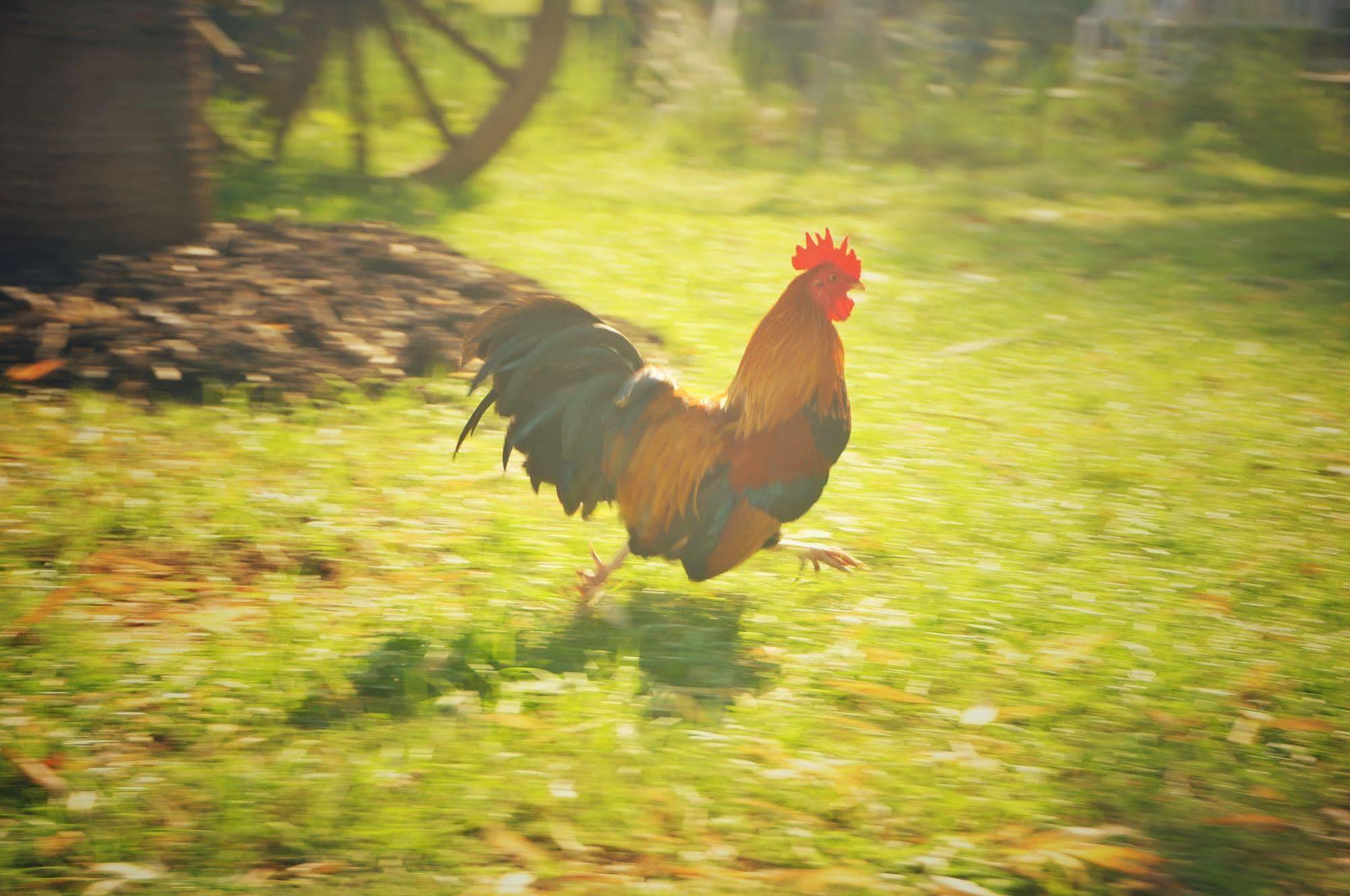 Wanlapa Farmstay Ban Khok Krathiam Exteriér fotografie